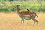 Sika deer (Cervus nippon nippon)