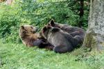  Brown bear ( Ursus arctos)