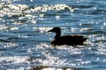 Greylag Goose (Anser anser)