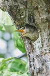 Spotted Flycatcher (Muscicapa striata)