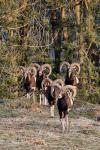 Muflon (Ovis musimon)