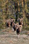 Mouflon (Ovis musimon)