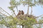  sea eagle ( Haliaeetus albicillus)