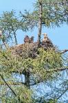  sea eagle ( Haliaeetus albicillus)