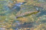 Brown trout (Salmo trutta)