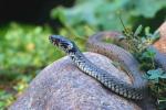 Grass Snake (Natrix natrix)