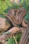 Common Viper (Vipera berus)