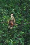 Green Wodpecker (Picus viridis)