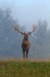 Jelen lesní (Cervus elaphus)