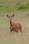 Red Deer (Cervus elaphus)