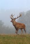 Red Deer (Cervus elaphus)