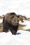  Brown bear ( Ursus arctos)