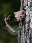 Beech Marten (Martes foina)