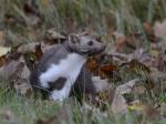 Kuna skalní (Martes foina)