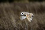 Sova pálená (Tyto alba)