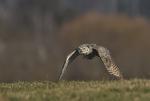 Great Horned Owl (Bubo virginianus)