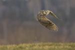 Great Horned Owl (Bubo virginianus)