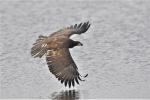 Bald Eagle (Haliaeetus_leucocephalus)