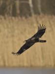 Bald Eagle (Haliaeetus_leucocephalus)