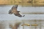 Bald Eagle (Haliaeetus_leucocephalus)