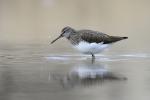 Green Sandpiper (Tringa ochropus)