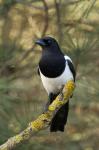 Eurasian Magpie (Pica pica)