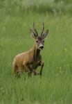  roe Deer ( Capreolus capreolus )