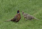 Pheasant (Phasianus colchicus)