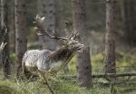 Fallow Deer (Dama dama)