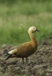 Husice rezavá (Tadorna ferruginea)