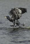  Great cormorant  ( Phalacrocorax carbo)