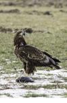  sea eagle ( Haliaeetus albicillus)