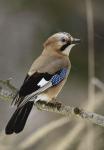 Eurasian Jay (Garrulus glandarius)