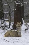  roe Deer ( Capreolus capreolus )