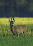  Srnec obecný ( Capreolus capreolus )