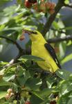 Golden Oriole (Oriolus oriolus)