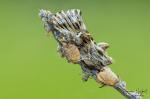 Kovolesklec Gama (Autographa gamma)