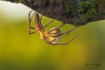 Nursery Web Spiders (Pisaura mirabilis)
