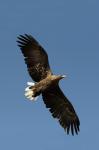  sea eagle ( Haliaeetus albicillus)