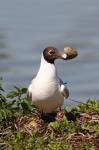 Racek chechtavý (Larus ridibundus)