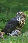 Honey Buzzard (Pernis apivorus)