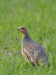 Grey Partridge (Perdix perdix)