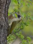 Žluna zelená (Picus viridis)