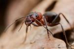 Reddish-brown European ant (Formica rufa)