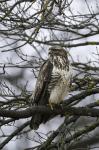 Káně lesní (Buteo buteo)