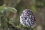 Sýček obecný (Athene noctua)