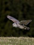 Great Horned Owl (Bubo virginianus)