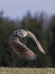 Great Horned Owl (Bubo virginianus)