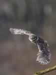 Little Owl (Athene noctua)