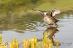 Eurasian Coot (Fulica atra)